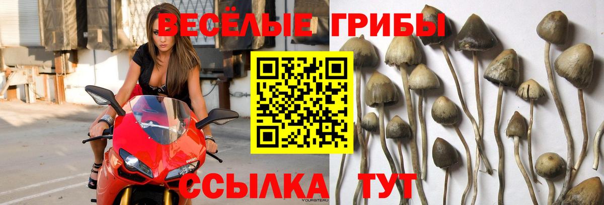 Галлюциногенные грибы прущие грибы Новодвинск